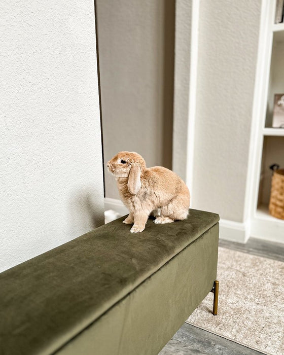 Upholstered Storage Bench Sage Green