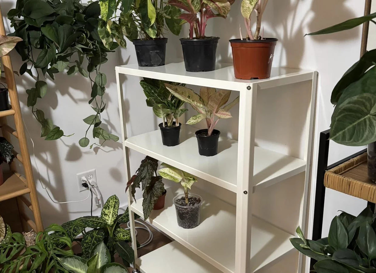 Bookshelf